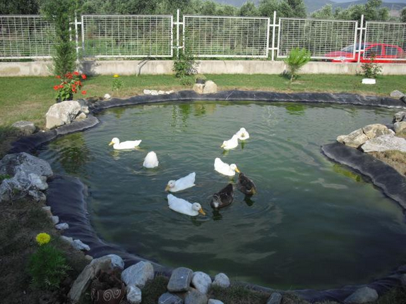 bursa_ordekli_sus_havuzu_epdmmembran_b