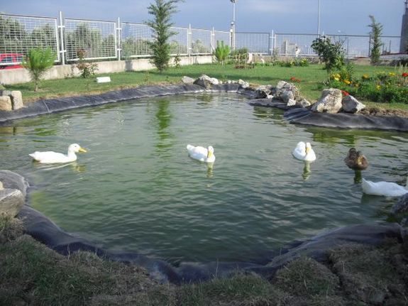 bursa_ordekli_sus_havuzu_epdmmembran_c